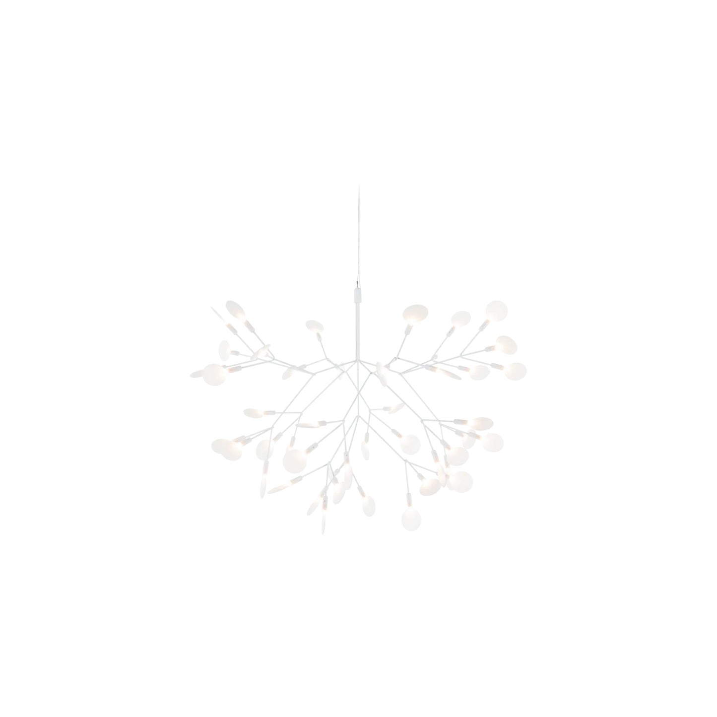 Heracleum III Hangandi Ljós